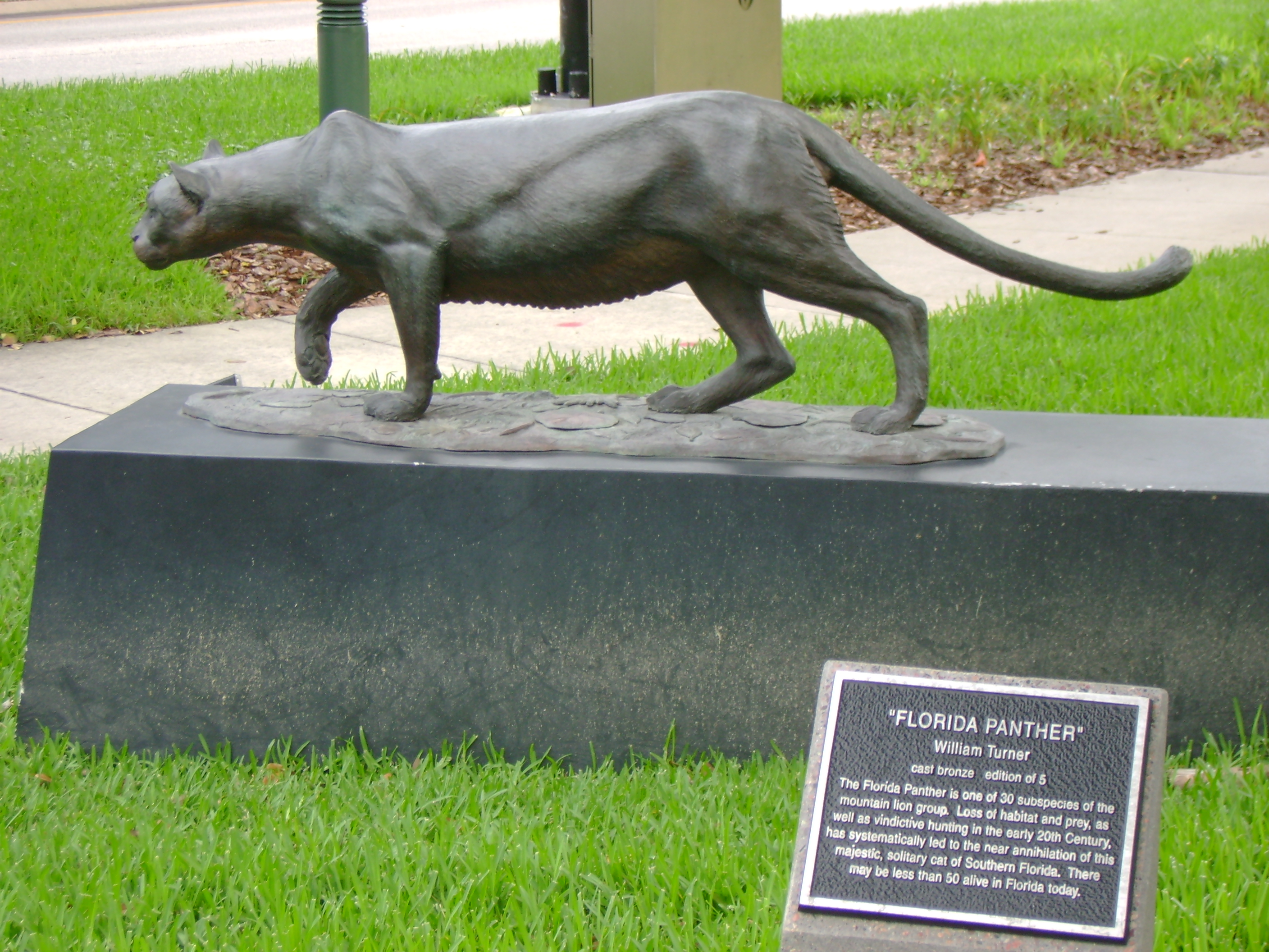 Florida Panther in Orlando, FL