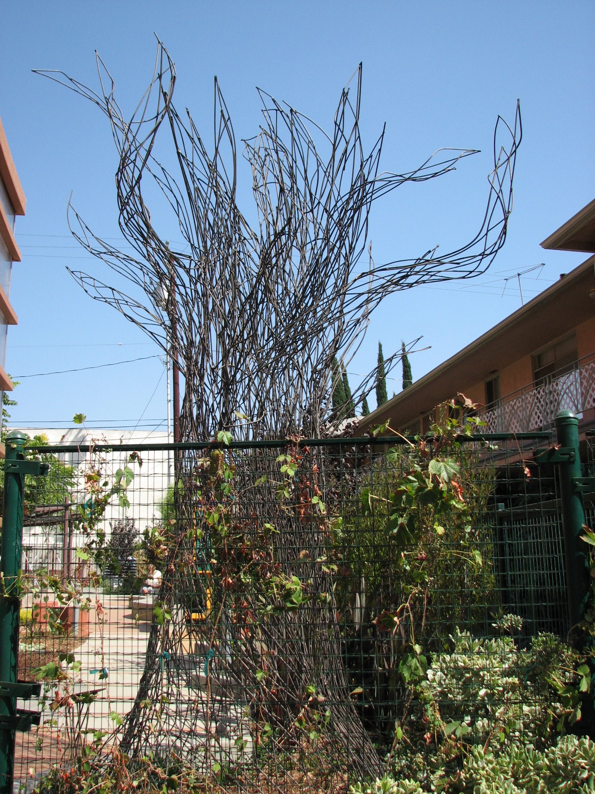 Tree Form in West Hollywood, CA