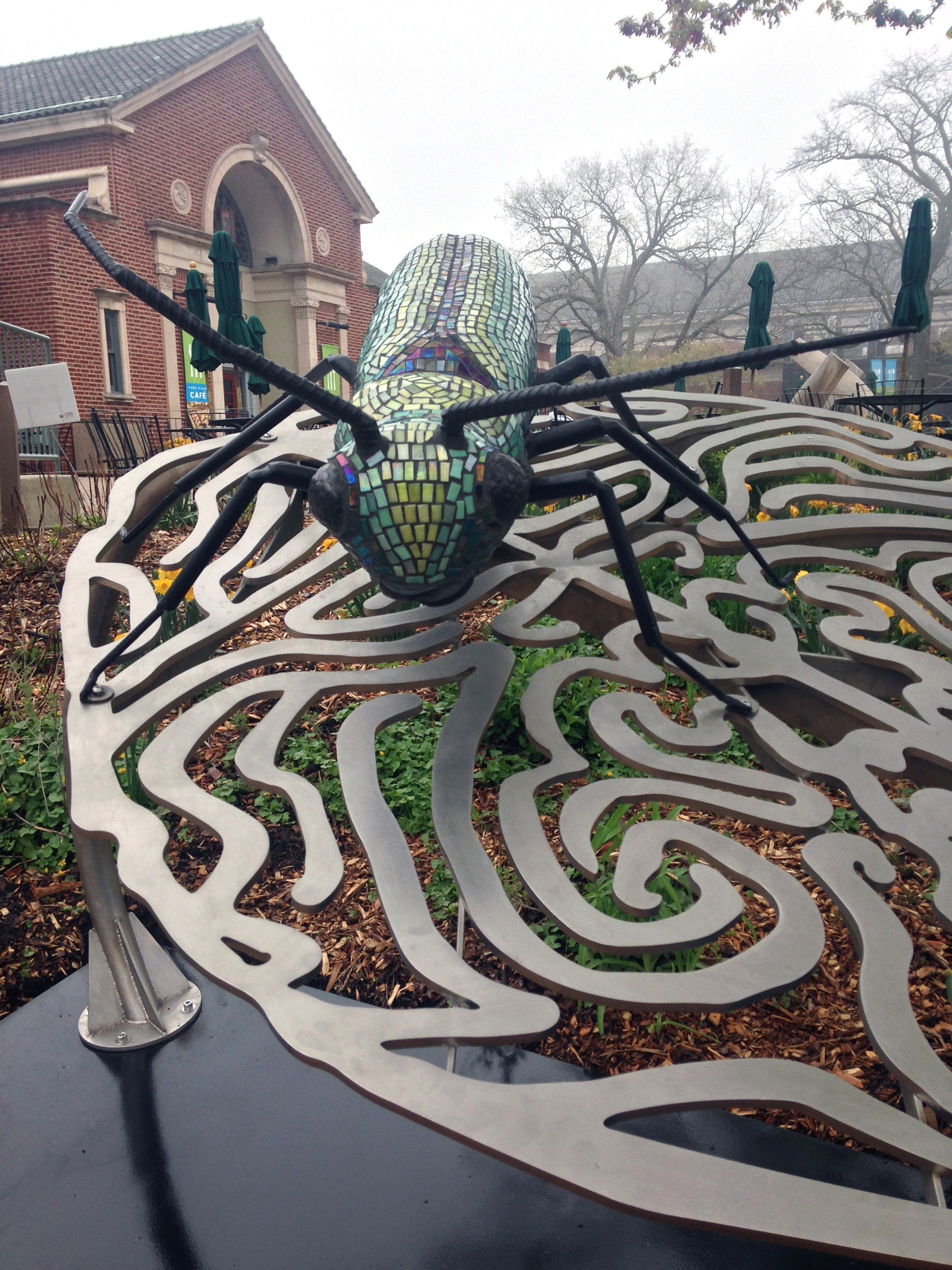 Mr. Big Beetle Finds His Way in Chicago, IL