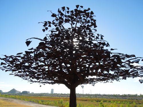 Populous Freemonti-Tree at the Narrows in Tempe, AZ