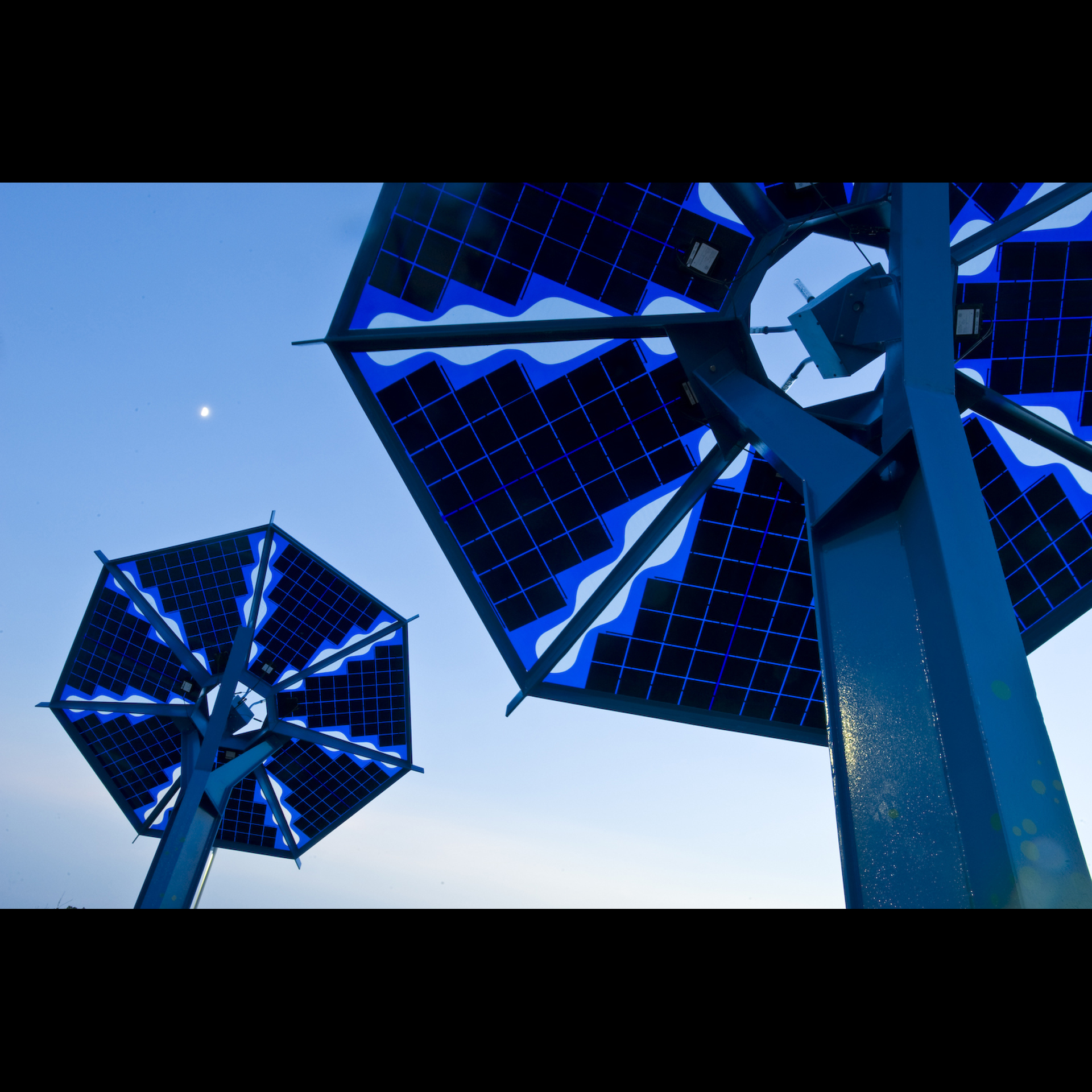 SunFlowers, An Electric Garden