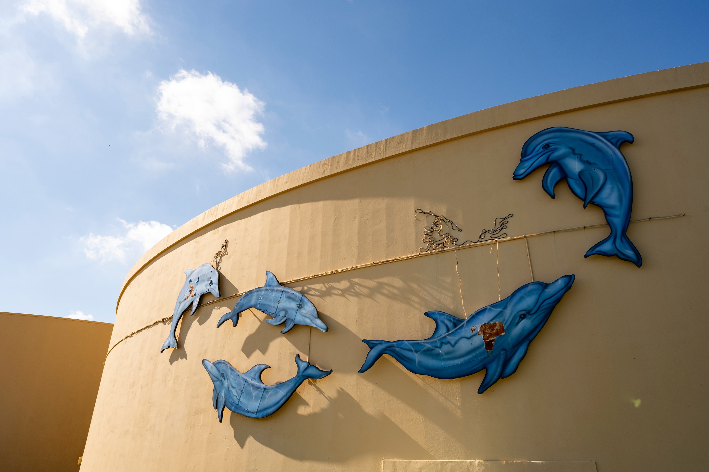 The Pleasures of Dolphin in St. Petersburg, FL