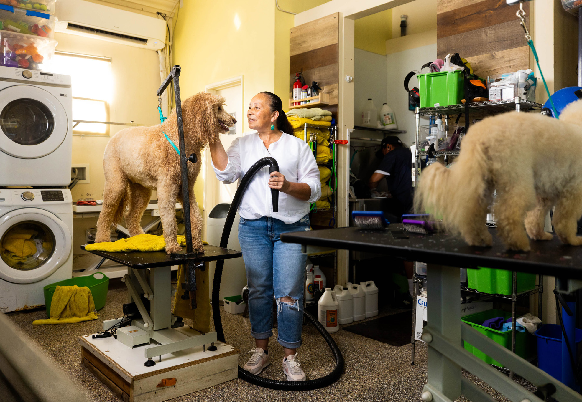 Cool Review About Dog Grooming Santa Monica
