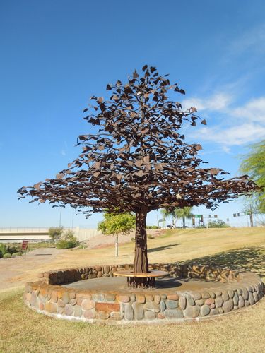Populous Freemonti-Tree at the Narrows in Tempe, AZ
