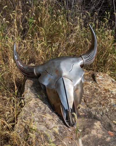 Chisholm Creek Native American Bison Skull in Wichita, KS