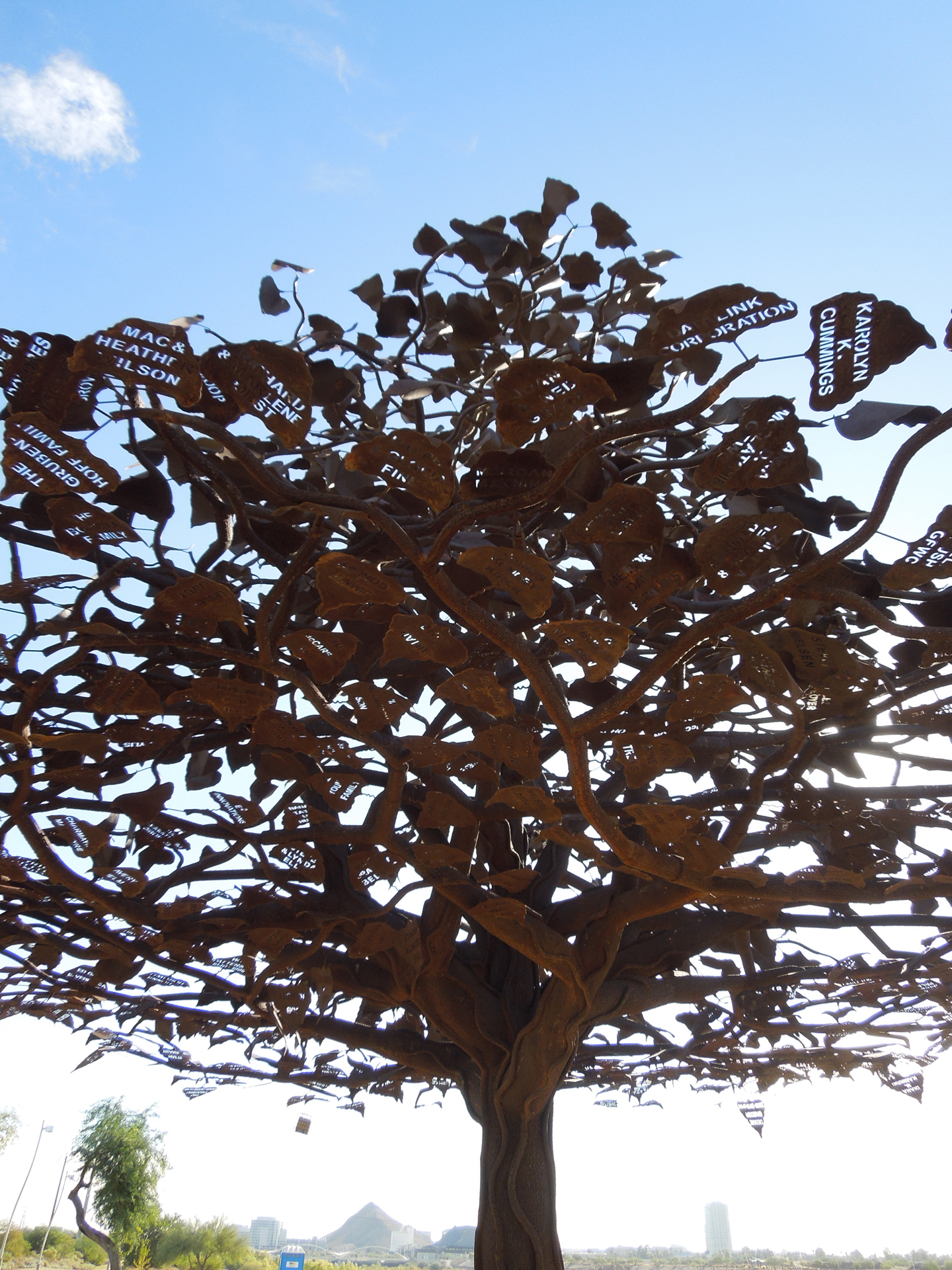 Populous Freemonti-Tree at the Narrows in Tempe, AZ