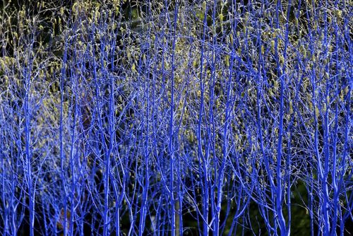 The Blue Trees in Kenmore, WA