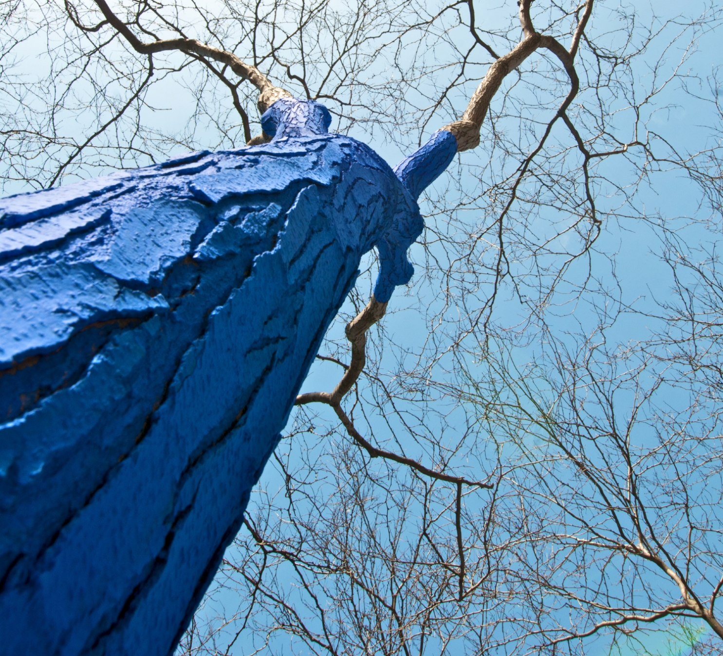The Blue Trees in Kenmore, WA