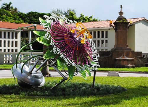 Passion / Passiflora Incarnation in Coral Gables, FL