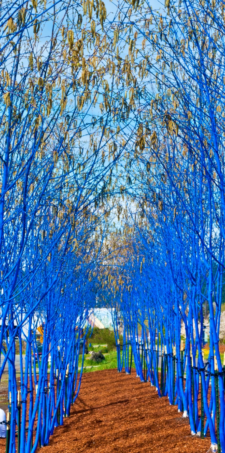 The Blue Trees in Kenmore, WA